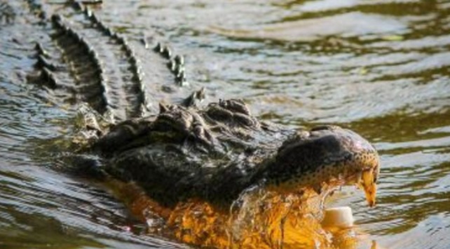 TRAGIS, Pergi ke Kebun Sawit Bersama Istri dan Anaknya, Pria Ini Hilang Diterkam Buaya  