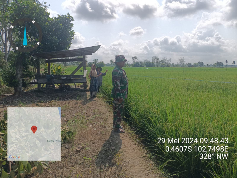 Bersama Poktan, Babinsa 03/Tpl Serka J. Siallagan Pantau Pertumbuhan Tanaman Padi Di Wilayah