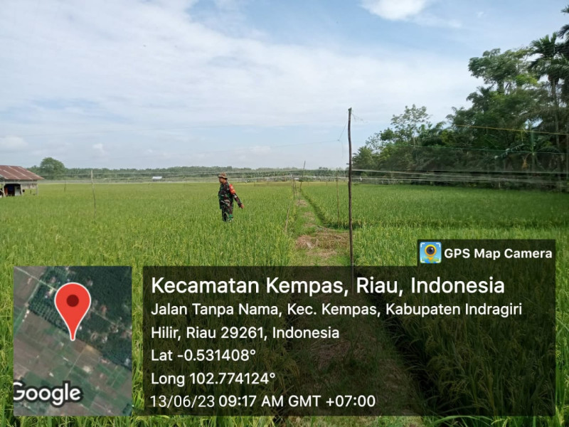 Babinsa 03/Tpl Intensif Pantau Pertumbuhan Padi Yang Mulai Menguning