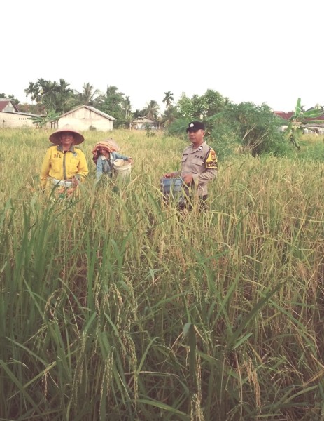 Perkuat Swasembada Pangan, Polsek Batang Tuaka Cek Langsung Ladang Padi Warga Sungai Dusun