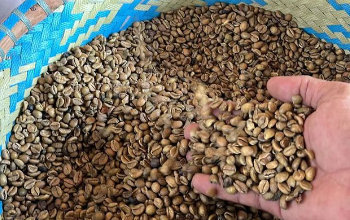Potensi Investasi Produksi dan Perkebunan Kopi Liberika Khas Indragiri Hilir