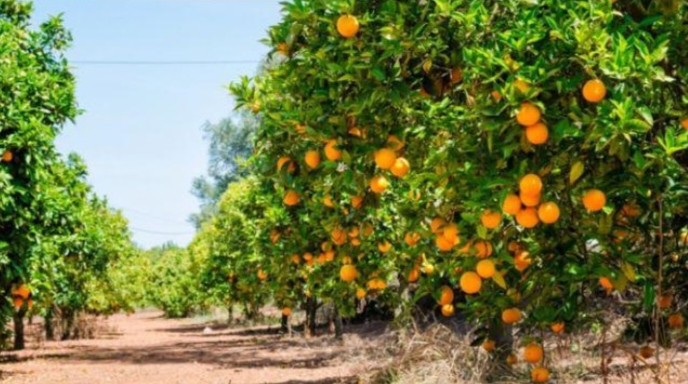 Agro Wisata Kebun Jeruk Tempuling Pilihan Utama Masyarakat Untuk Berlibur